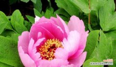 华美的花卉中的吉祥之王 牡丹花的寓意与象征