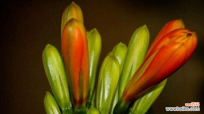 向尊敬的人表达敬意的花语 以表示敬意的花花语