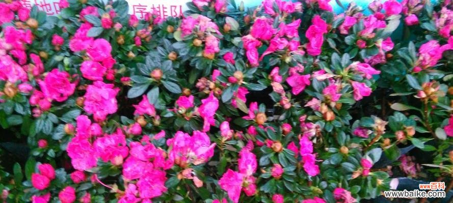 杜鹃花的美丽与轻盈 杜鹃花的象征意义