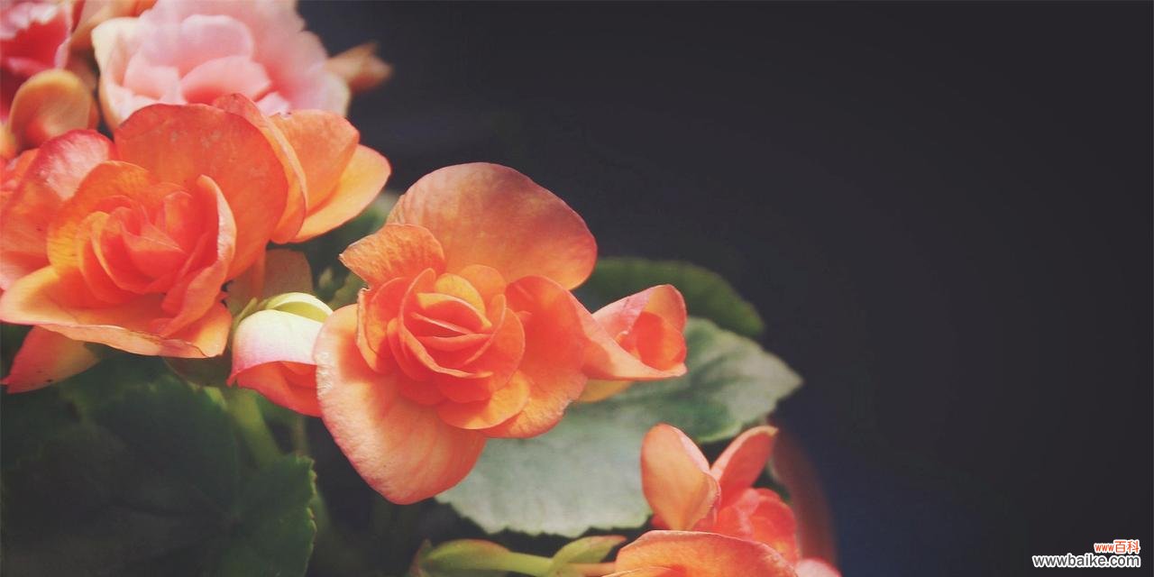 从自由与热情到温柔与坚强 探寻丽格海棠的花语之美