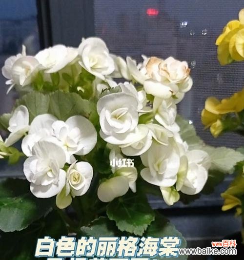 从自由与热情到温柔与坚强 探寻丽格海棠的花语之美