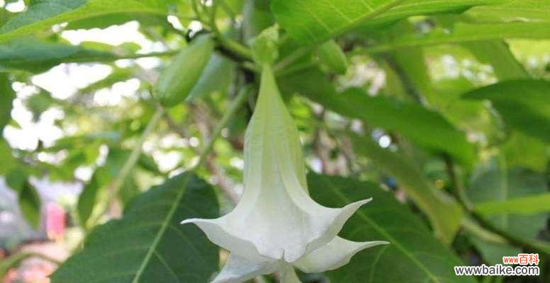 揭秘曼陀罗花的花语传说 曼陀罗花的神秘力量
