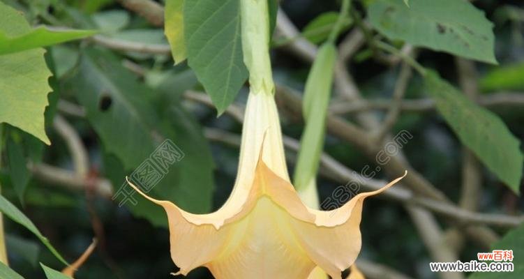 揭秘曼陀罗花的花语传说 曼陀罗花的神秘力量