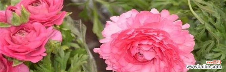 什么花代表后悔 后悔之花的花语