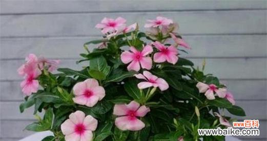 什么花代表后悔 后悔之花的花语