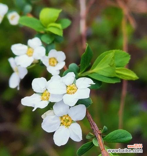 以太阳花 阳光向上的植物