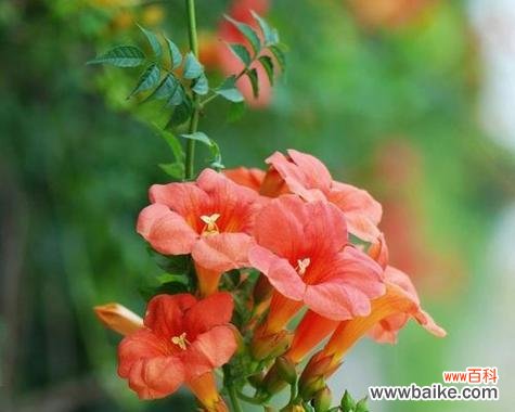 以太阳花 阳光向上的植物