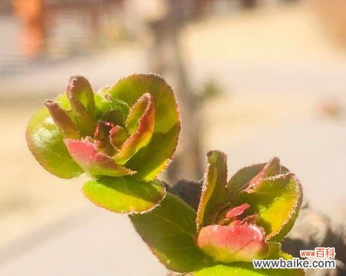 以太阳花 阳光向上的植物