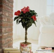 阳光向上的植物如何象征积极向上的生命态度 阳光向上的植物