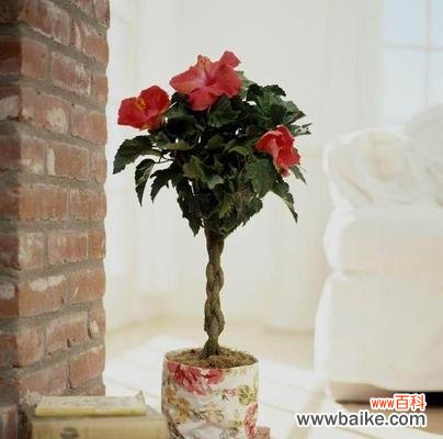 阳光向上的植物如何象征积极向上的生命态度 阳光向上的植物