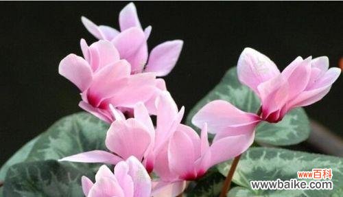 什么花代表复仇的花语？揭秘复仇花语的含义是什么？