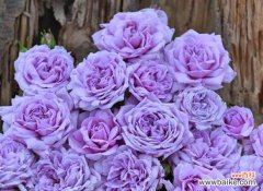 什么花代表复仇的花语？揭秘复仇花语的含义是什么？