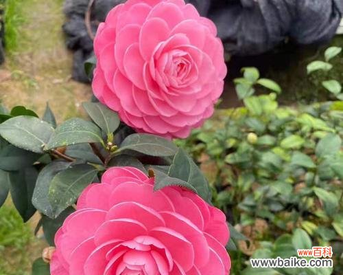什么花代表父亲的花语？了解父亲节花卉含义！
