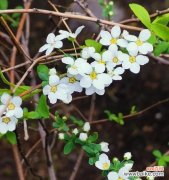 什么花代表父亲的花语？了解父亲节花卉含义！