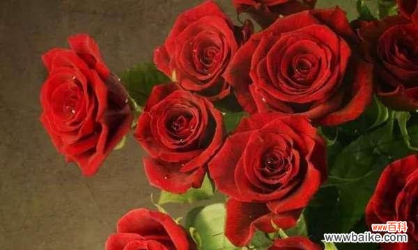 解读17朵玫瑰花的不同含义 17朵玫瑰花的花语传递的意义