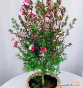 松红梅的花语与传统文化的融合 松红梅的花语