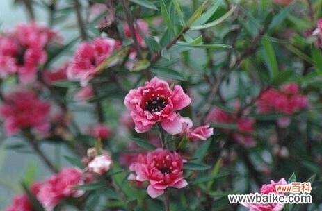 松红梅的花语与传统文化的融合 松红梅的花语