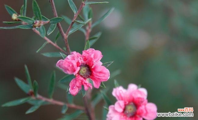松红梅的花语与传统文化的融合 松红梅的花语