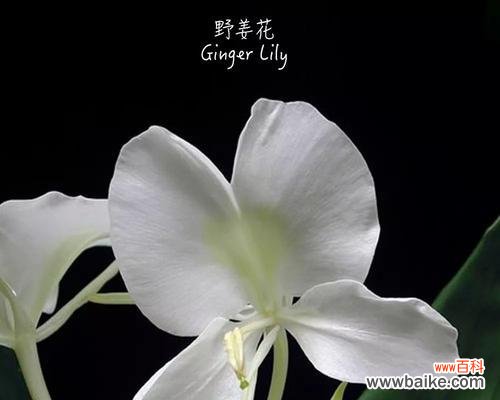 仙人掌 晚安花语