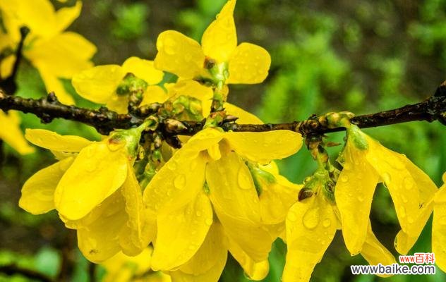 传递爱与治愈的力量 以连翘的花语与美好祝愿