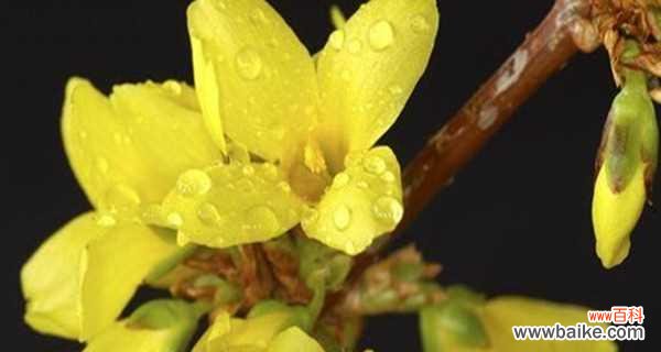 传递爱与治愈的力量 以连翘的花语与美好祝愿
