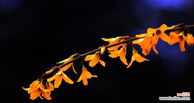 传递爱与治愈的力量 以连翘的花语与美好祝愿