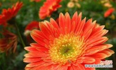 送扶郎花代表的意思和象征 扶郎花的花语和寓意