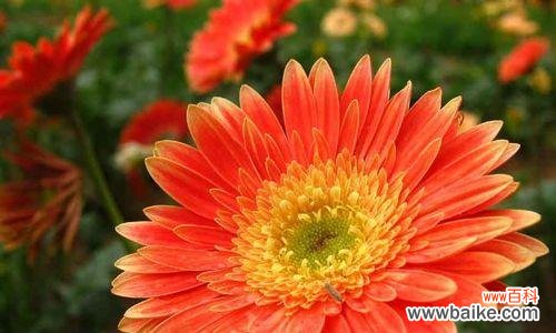 送扶郎花代表的意思和象征 扶郎花的花语和寓意