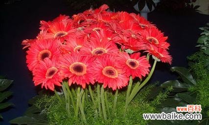 送扶郎花代表的意思和象征 扶郎花的花语和寓意