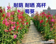 揭示植物王国中代表意义的多年生草本植物 多年生草本植物的世界