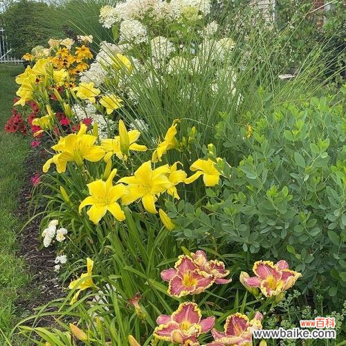 揭示植物王国中代表意义的多年生草本植物 多年生草本植物的世界