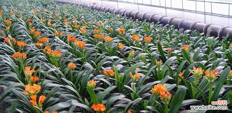 揭示植物王国中代表意义的多年生草本植物 多年生草本植物的世界