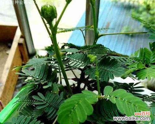 娇羞背后的深意 含羞草的花语与寓意