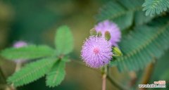 娇羞背后的深意 含羞草的花语与寓意