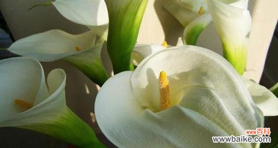 荷花之王的含义与象征 马蹄莲的花语与寓意