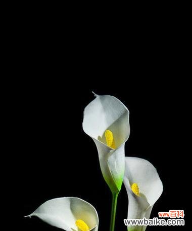 荷花之王的含义与象征 马蹄莲的花语与寓意