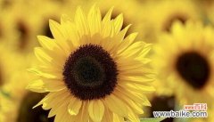 阳光与努力的代言 努力之花—向日葵的花语