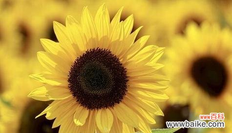 阳光与努力的代言 努力之花—向日葵的花语
