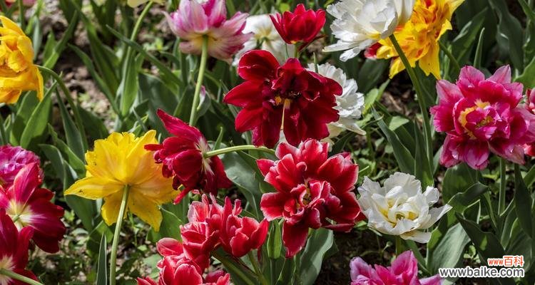 一朵花的千面人生 郁金香的象征意义