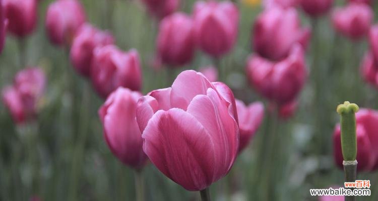 一朵花的千面人生 郁金香的象征意义