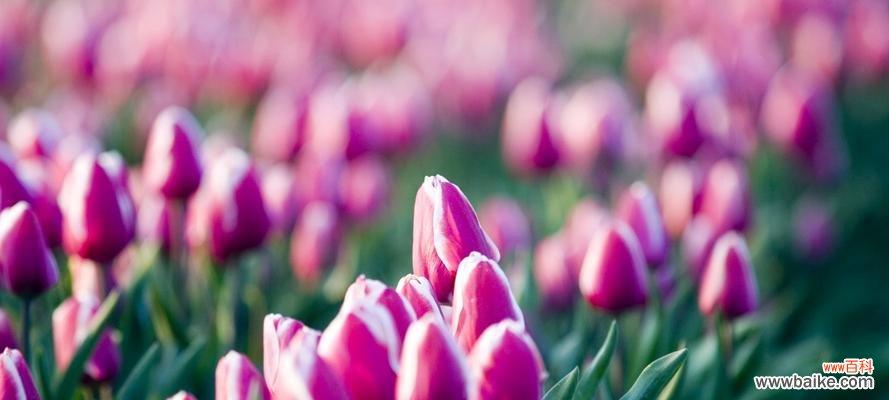 一朵花的千面人生 郁金香的象征意义