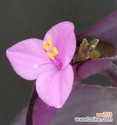 紫竹梅花语-传递坚韧与华美的力量 紫竹梅花语