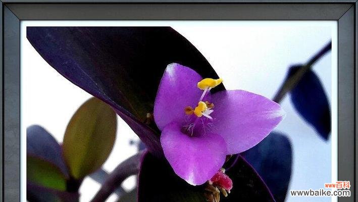 紫竹梅花语-传递坚韧与华美的力量 紫竹梅花语