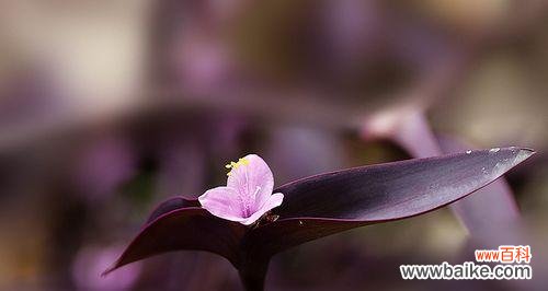 紫竹梅花语-传递坚韧与华美的力量 紫竹梅花语