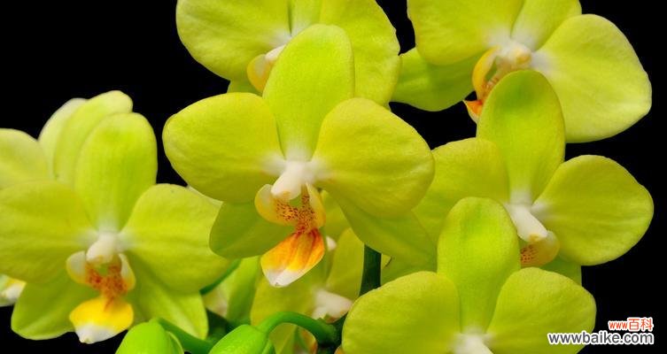 花开如蝴蝶飞舞红色诗 红蝴蝶兰的花语与意义