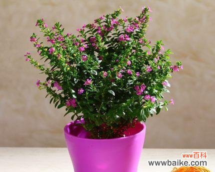 浓情蜜意 以情人泪开花的寓意与兆头——爱情的花开