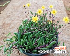 浓情蜜意 以情人泪开花的寓意与兆头——爱情的花开