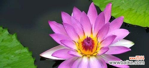 探寻睡莲的花语 睡莲花语与寓意