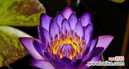 探寻睡莲的花语 睡莲花语与寓意