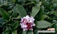 揭秘金边瑞香的寓意与象征 金边瑞香